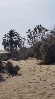 2023-GC--Mapalomas dunas-S123-242.jpg
